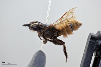 Media type: image;   Entomology 785835 Aspect: habitus lateral view
